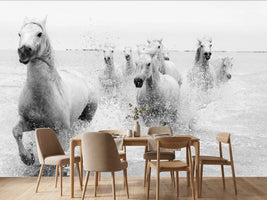 photo-wallpaper-wild-white-horses-running