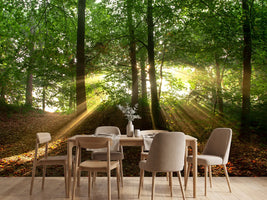 photo-wallpaper-sun-in-the-forest