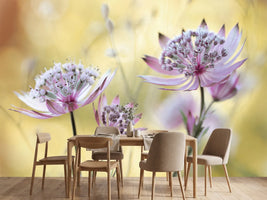 photo-wallpaper-astrantia-major