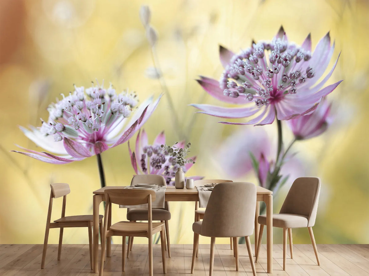 photo-wallpaper-astrantia-major