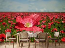 photo-wallpaper-the-lush-poppy-field
