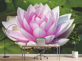 photo-wallpaper-water-lily-in-pink