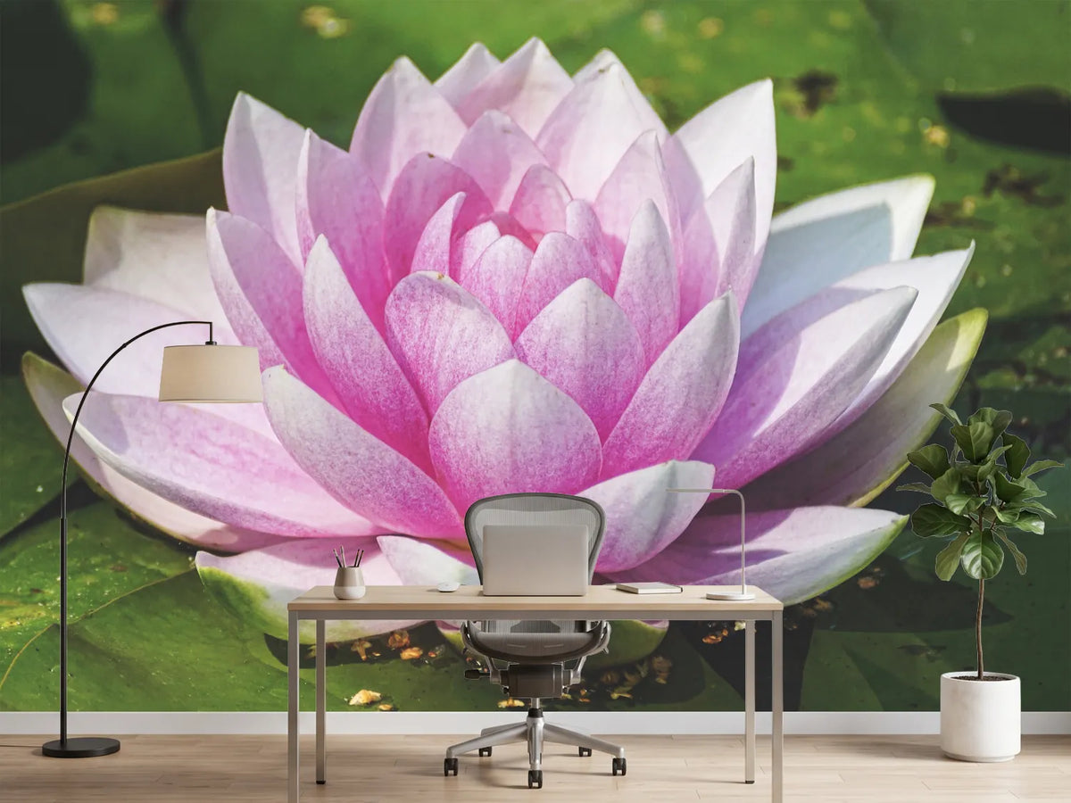 photo-wallpaper-water-lily-in-pink