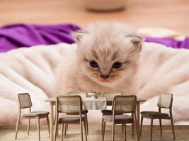photo-wallpaper-kitten-to-fall-in-love