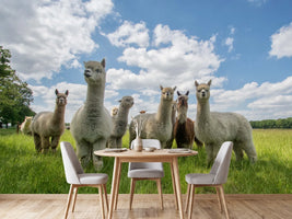 photo-wallpaper-curious-alpacas-in-field