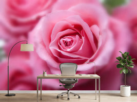 photo-wallpaper-roses-macro