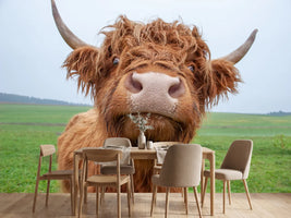 photo-wallpaper-galloway-cattle-on-the-pasture