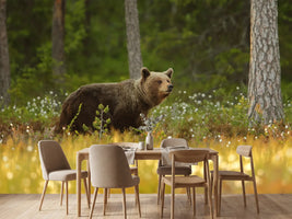 photo-wallpaper-brown-bear-x