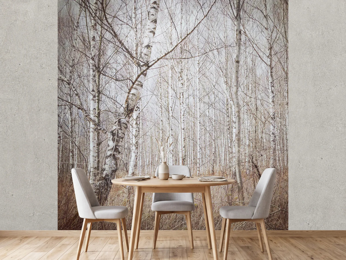 photo-wallpaper-birch-forest-x