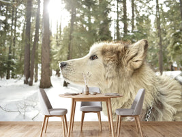 photo-wallpaper-the-alaskan-malamute