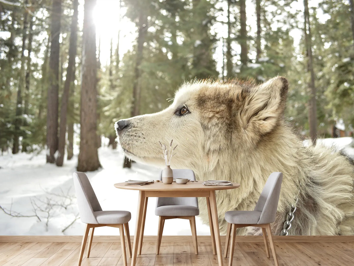photo-wallpaper-the-alaskan-malamute