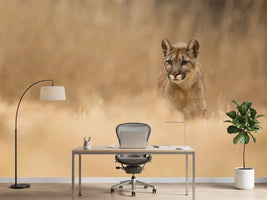 photo-wallpaper-cougar-x