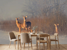 photo-wallpaper-three-deer-winter-morning