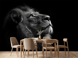 photo-wallpaper-lion-in-profile-gazing-upward-in-black-and-white-against-deep-darkness
