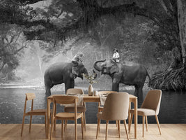 photo-wallpaper-two-elephants