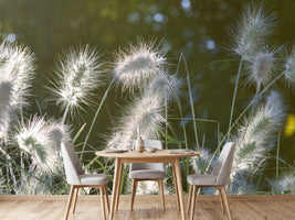 photo-wallpaper-ornamental-grasses-in-xl
