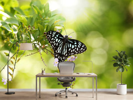 photo-wallpaper-papilio-butterfly-xxl