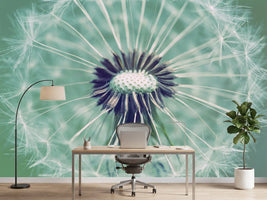 photo-wallpaper-close-up-dandelion