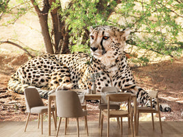 photo-wallpaper-sun-cheetah