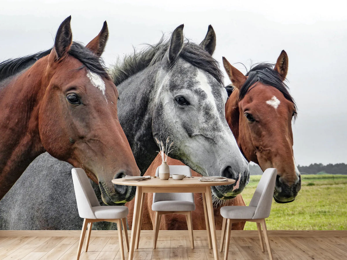 photo-wallpaper-the-horse-trio