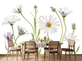 photo-wallpaper-cape-daisies-xuv