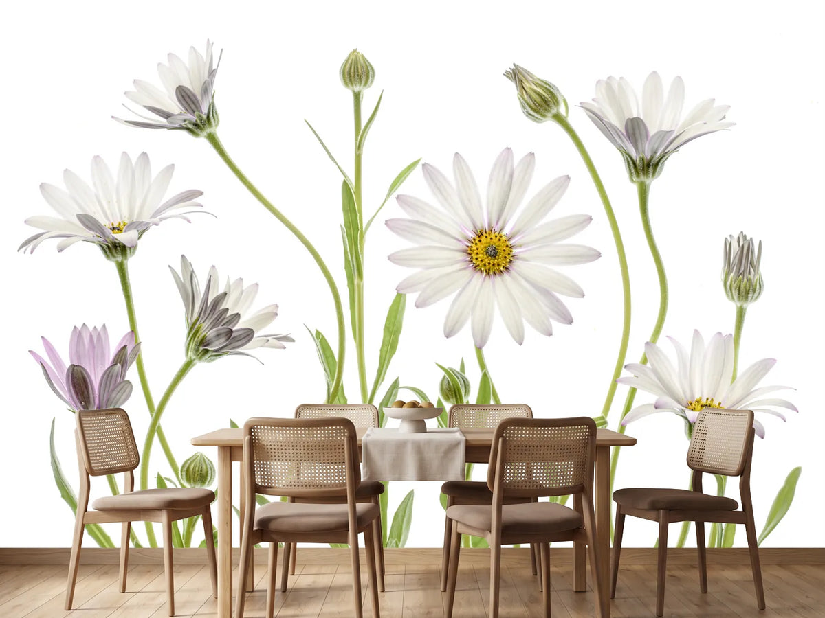 photo-wallpaper-cape-daisies-xuv