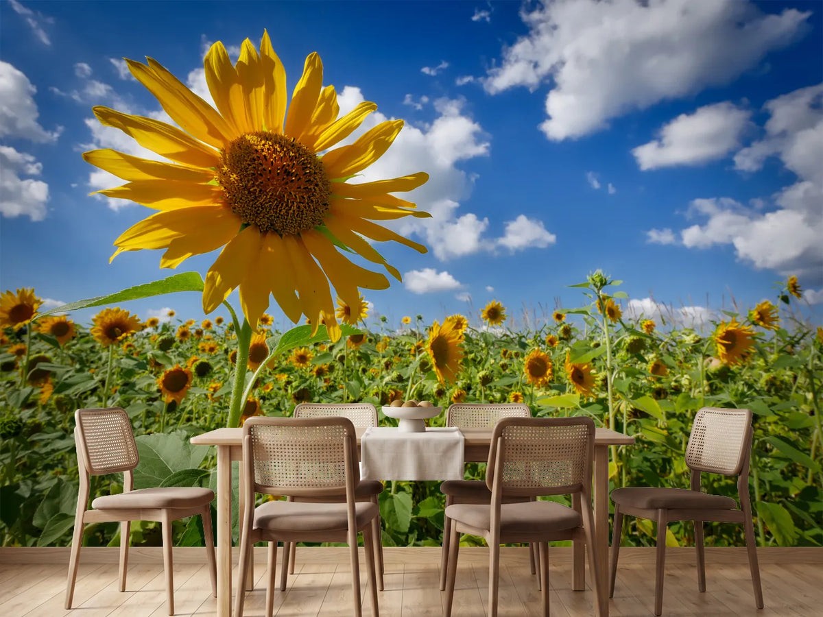 photo-wallpaper-a-sunflower-among-many
