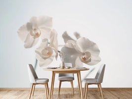 photo-wallpaper-graceful-orchids