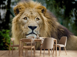 photo-wallpaper-king-of-wildlife
