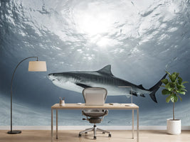 photo-wallpaper-tiger-rays-x
