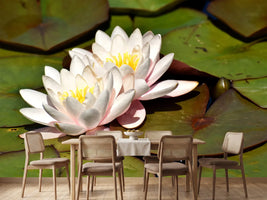 photo-wallpaper-water-lily-duo-in-white