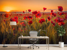 photo-wallpaper-poppies-in-a-wheat-field-at-sunrise