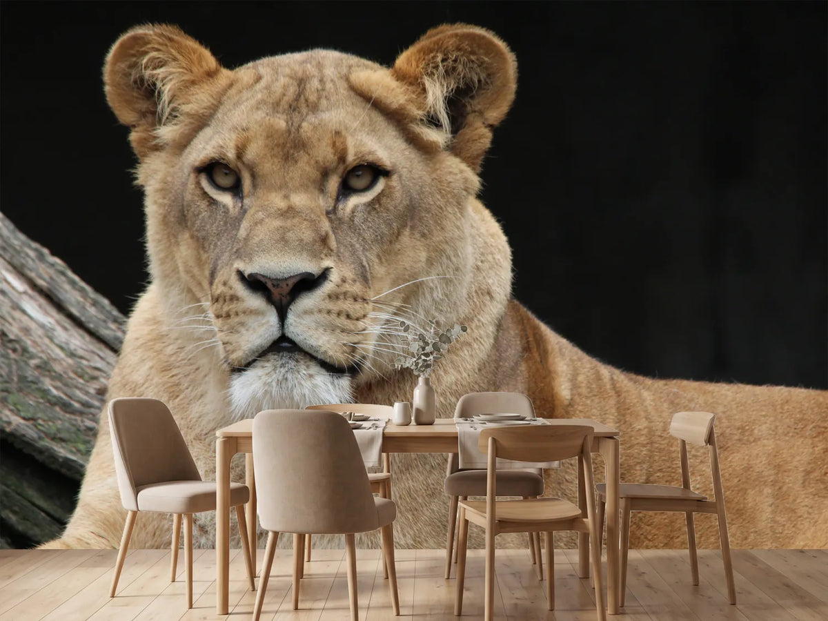 photo-wallpaper-proud-lioness