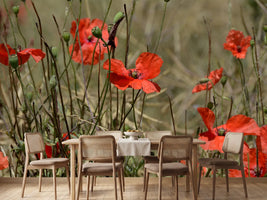 photo-wallpaper-the-poppy-in-nature
