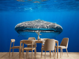 photo-wallpaper-face-to-face-with-a-whale-shark