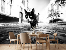 photo-wallpaper-focus-x