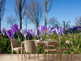 photo-wallpaper-purple-crocus-in-nature