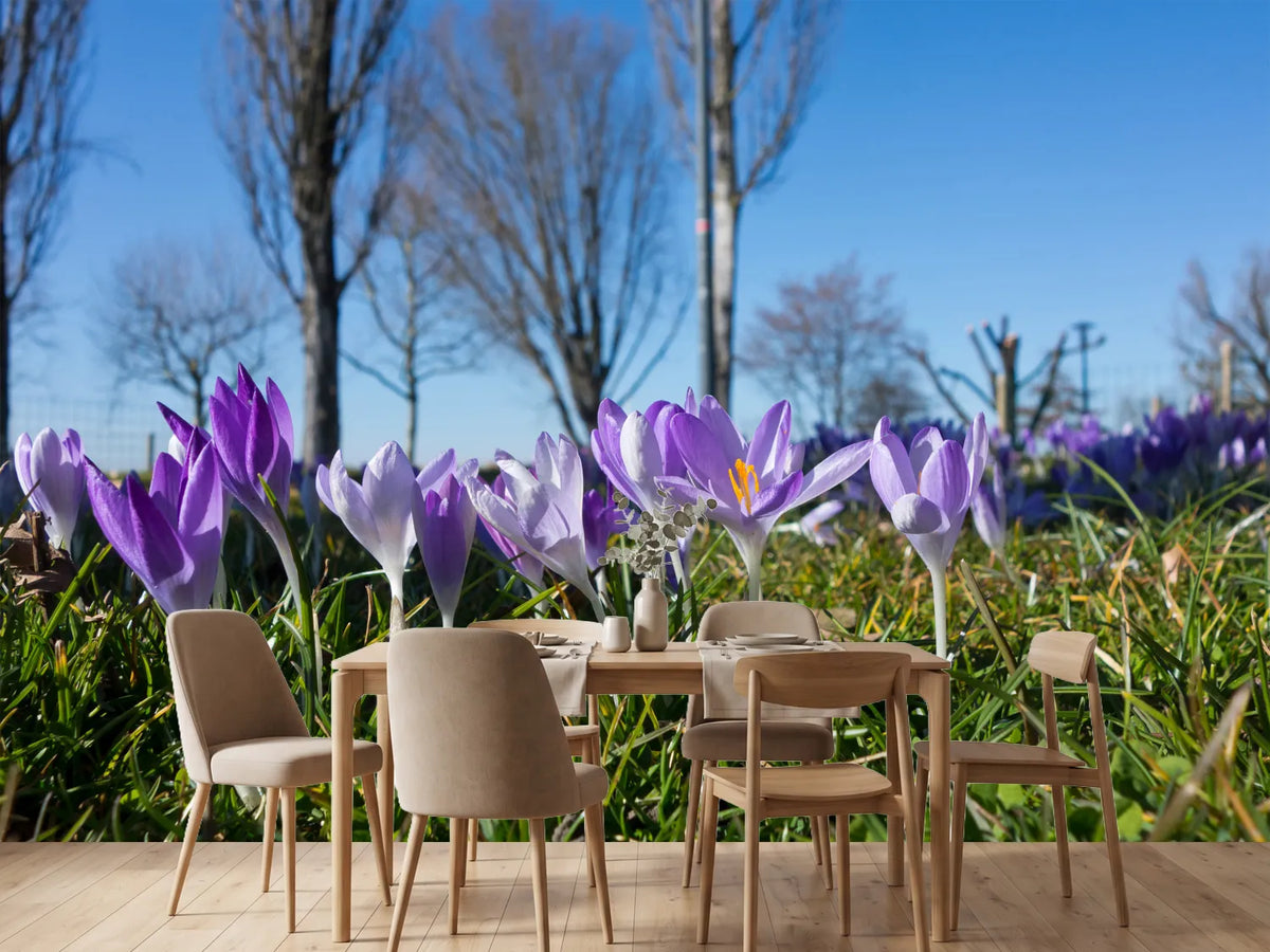 photo-wallpaper-purple-crocus-in-nature