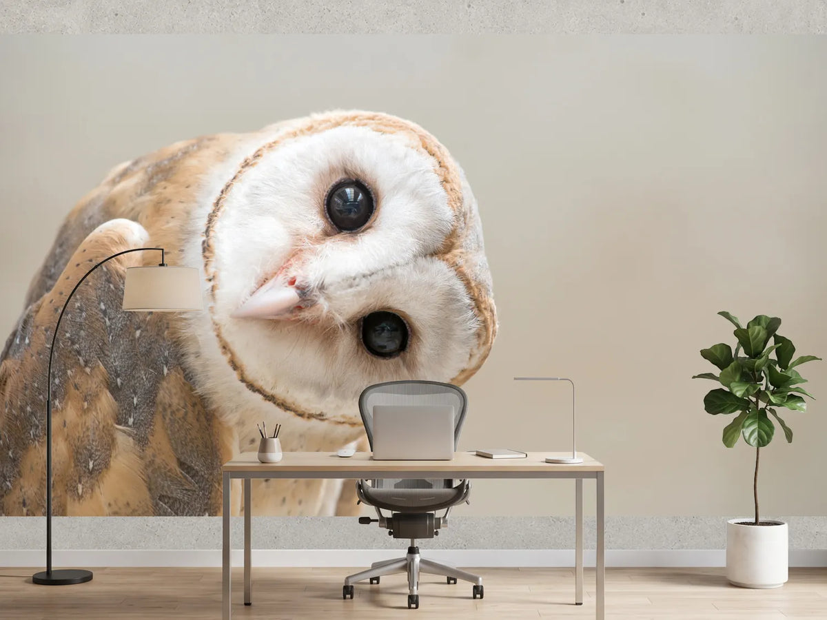 photo-wallpaper-common-barn-owl-tyto-albahead-close-up