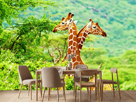 photo-wallpaper-giraffes-love