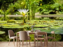 photo-wallpaper-water-lily-in-nature