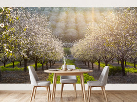 photo-wallpaper-sunny-almond-blossoms