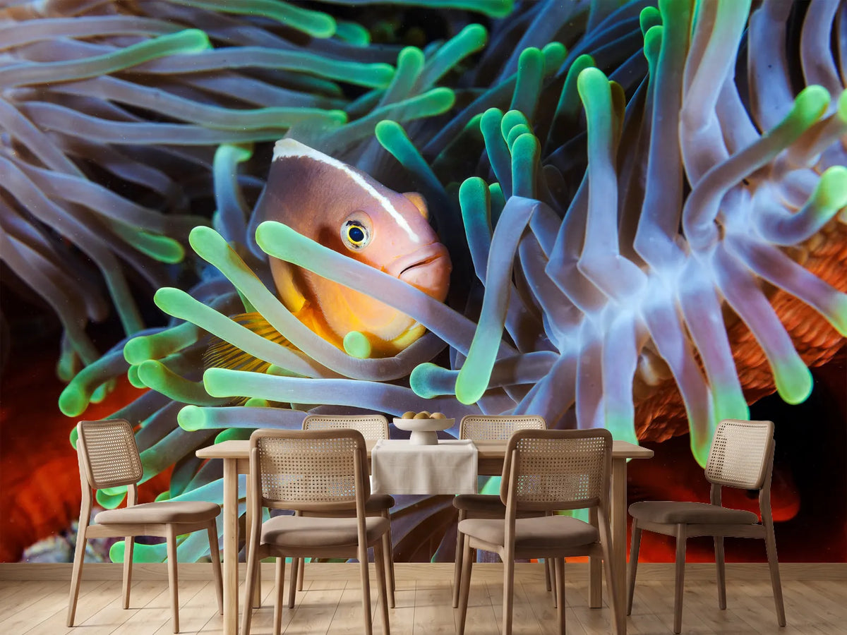 photo-wallpaper-clownfish