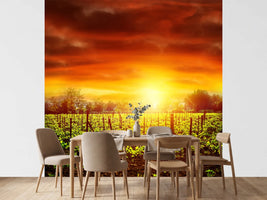 photo-wallpaper-the-vineyard-at-sunset