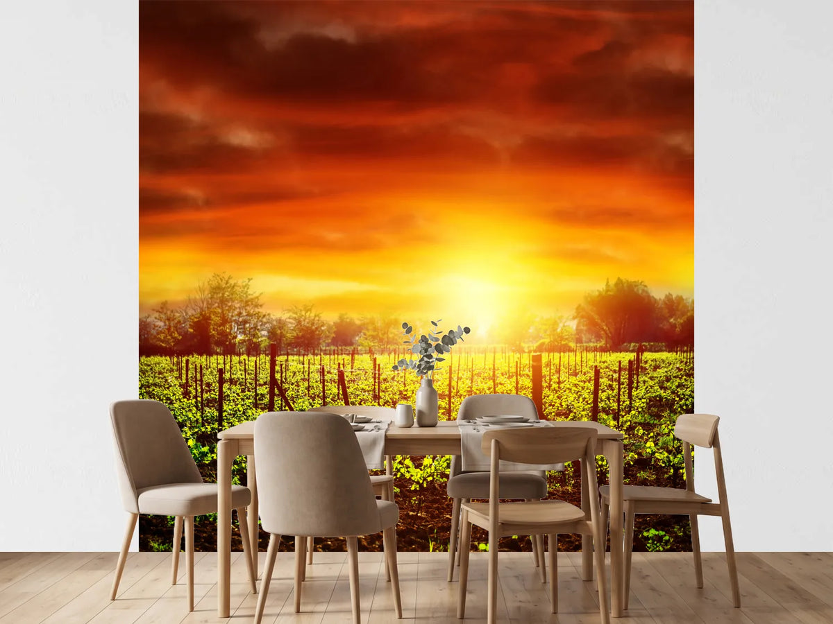 photo-wallpaper-the-vineyard-at-sunset