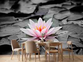 photo-wallpaper-the-art-of-water-lily