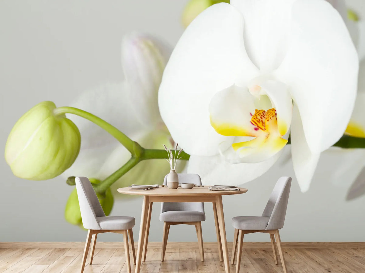 photo-wallpaper-giant-orchid