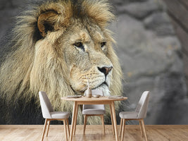 photo-wallpaper-lion-head-xl