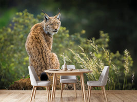 photo-wallpaper-wild-look-x