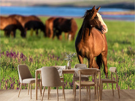 photo-wallpaper-wild-horses-graze-in-the-sunlit-meadow